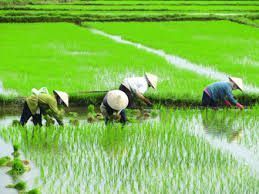 RESILIENCIA CLIMÁTICA Y SEGURIDAD ALIMENTARIA
